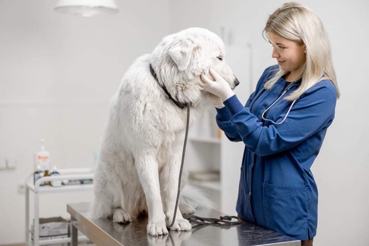 doctor with dog