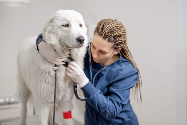 doctor with dog